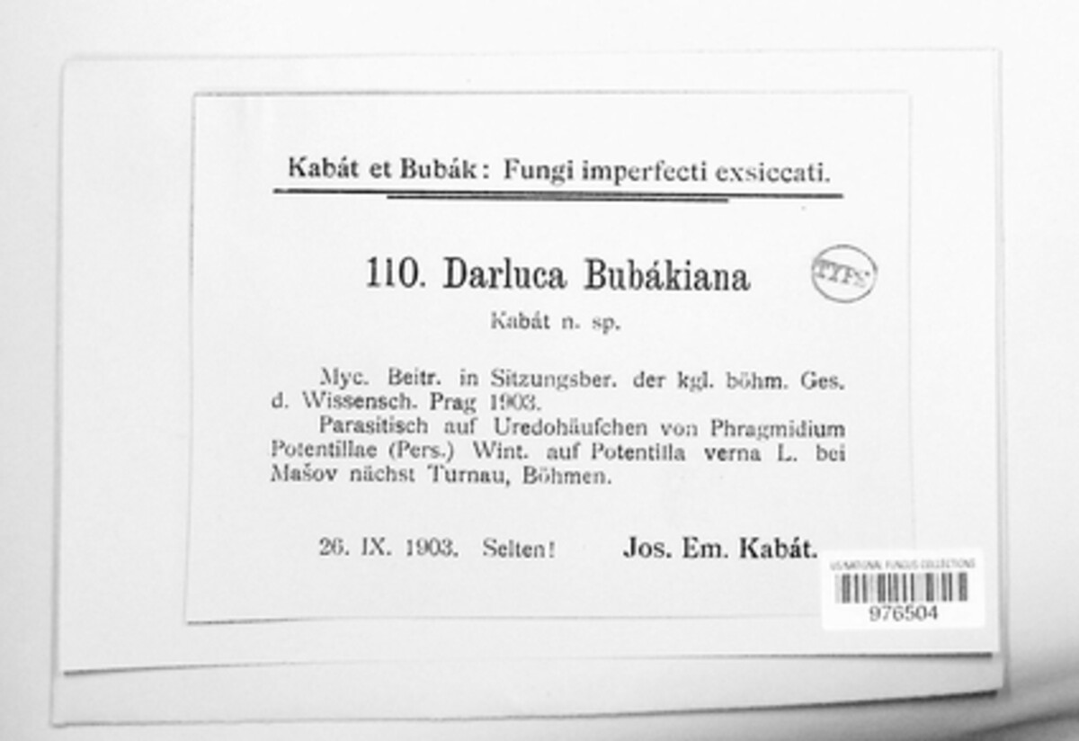 Darluca bubakiana image